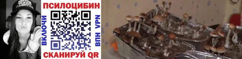 Галлюциногенные грибы мицелий  Пересвет 